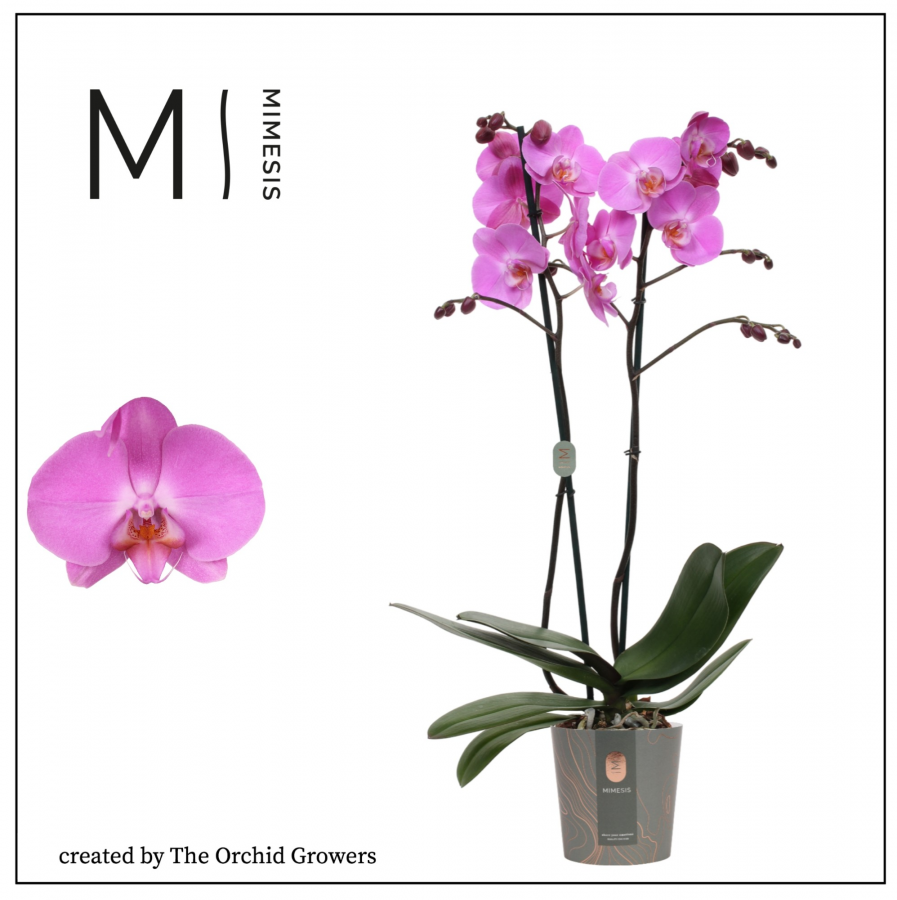 Orquidea Grande doble rama