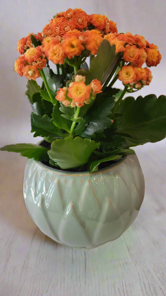 Kalanchoe