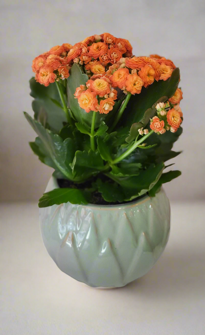 Kalanchoe